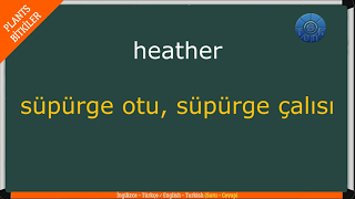 PLANTS – BİTKİLER / Quiz – Test / Soru Cevap / (İngilizce – Türkçe / English – Turkish)