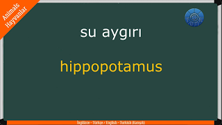 ANIMALS – HAYVANLAR (Quiz – Test) Karışık / ENGLISH – TURKISH / İNGİLİZCE – TÜRKÇE